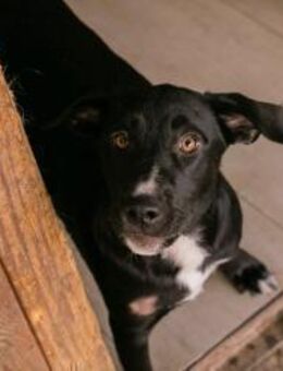 CIARA - sanft und anhänglich - Overath