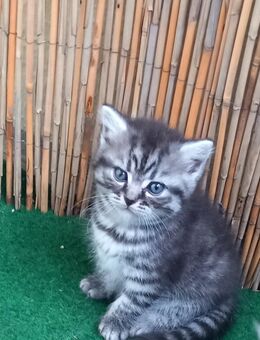 Verspieltes Katzenbaby sucht liebevolles Zuhause - Hannover