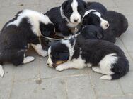 Border Collie Mischling zu Verkaufen - Lübz