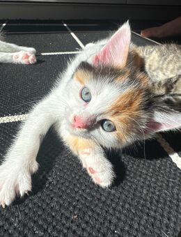 CALICO MIX KITTEN Mischlingkatzen Glückskatzen - Kreuztal Zentrum