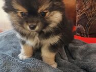 PomChi Welpe, männlich zu verkaufen - Kalefeld