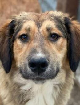 Sir Henry, geb. ca 10/2024, GRIECHENLAND - Euskirchen