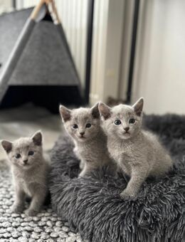 Russische blau Kitten - Damme Zentrum