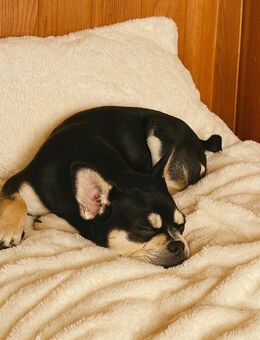 Gesunde Französische Bulldoggen - Feucht