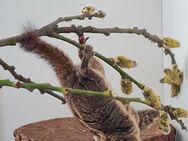 Chinesische Baumstreifenhörnchen - Springe Zentrum