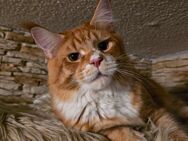 Maine Coon Kater - Eslohe (Sauerland)