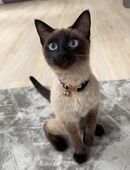 Deckkater Reinrassige Siam Katze🐾 in 89340