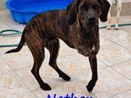 Nathan - charmanter Schatz! 01/2022 GRC - Ruppertsecken