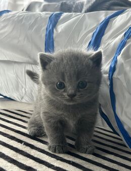 🥰Liebevolle BKH Kitten suchen ab dem 31.Januar 2026 ein neues Zuhause🥰 - Hamm