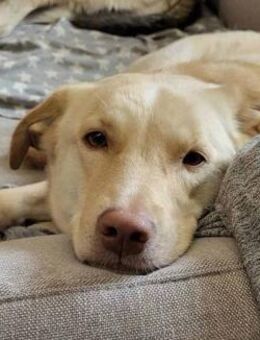 Lumi - ein treuer Freund - Elsdorf (Nordrhein-Westfalen)