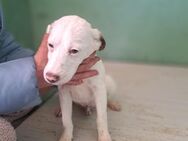 Blanco - Lausbub sucht Familie mit ❤️❤️ - Grevenbroich