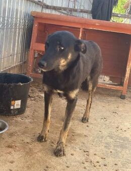 Hübsche MOYA sucht Zuhause - Neuberg