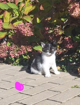 Kitten abzugeben - Zerbst (Anhalt) Grimme