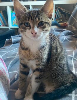 BKH Mischlings Kitten an Bestplatz - Hechingen