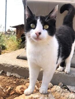 Tabby sucht liebevolle Familie - Bergkirchen