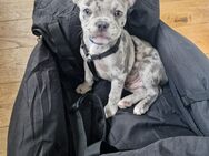 Französische Bulldogge Welpe Merle - München