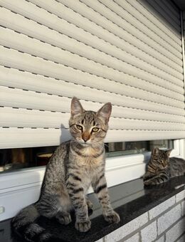 🐾 Süße Babykatzen suchen ein liebevolles Zuhause 🐾 - Bielefeld