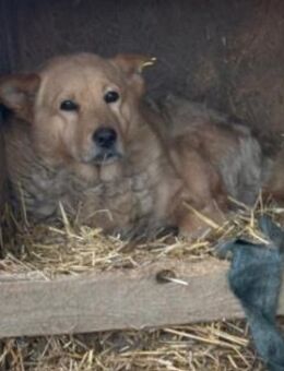 Ferdinand sucht seine Menschen - Kallmünz