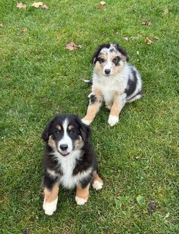 Australian Shepherd Welpen mit ASCA Papieren - Marburg