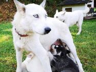 weiße Siberian Husky weißer Schäferhund Mischlings Welpen - Zwickau