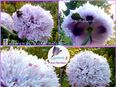 ♥ Riesen Mohn fliederfarbend gefüllt Samen, Tulpenstolz Garten,Rarität Papaver violett,lila,Saatgut in 22457