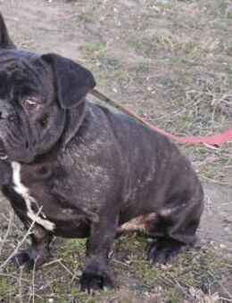 Toller Frenchie Rocco sucht seine Leute! - Mannheim