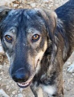 HSH-Rüde Mili: braucht Liebe+Vertrauen - Hamburg