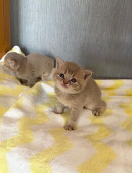 Reinrassige bkh kitten lilac grau Blue golden Shell Shaded Chocolate braun blau katze Kater kätzchen - Ahlen