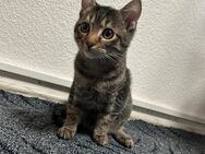 Kitten (Katzen Babys ) zu verkaufen - Gießen