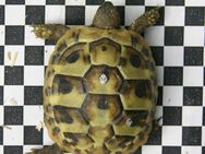 Griechische Landschildkröten Nachzuchten 2024 - Taufkirchen (Landkreis München)