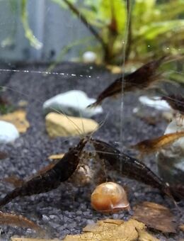 30* Neocaridina davidi „ Black Sakura ausselektiert - Gemünden (Wohra)