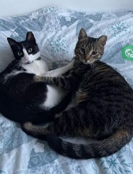 Lilly & Frankie Verschmustes Dreamteam - Unterföhring