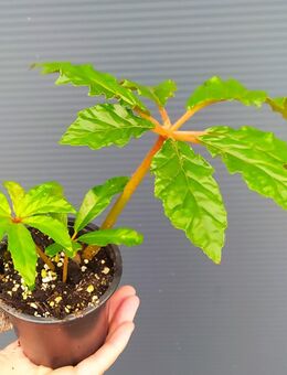 Begonia carolineifolia Begonie - Eschbach (Landkreis Südliche Weinstraße)