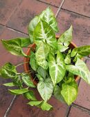 Grünpflanze Purpurtute Syngonium podophyllum Sorte Arrow (ohne Topf) in 22175