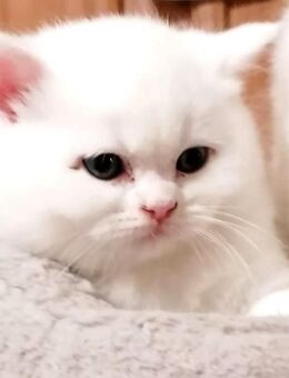 Britische Kurzhaarige Kitten - Kyritz