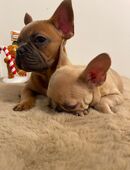 Zwei Bulldoggenherzen auf Familiensuche in 80331