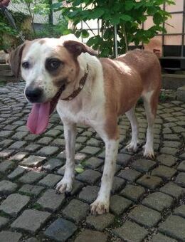 Verspielte Flekica - Kissing