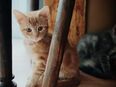 Katzenbabys in 96047