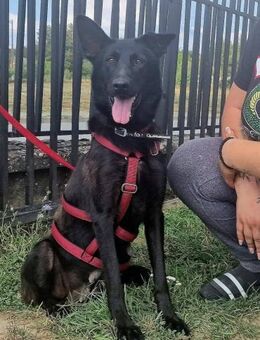 Astra sucht ein Zuhause - Linden (Hessen)