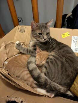 Junger Kater 15 Monate - Hamburg