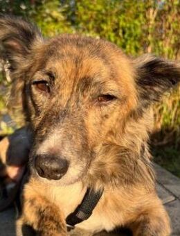 Herbie, geb. 08/2022, 78048 Villingen-S. - Euskirchen