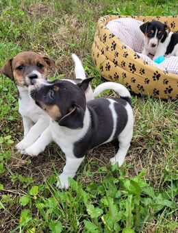 Verkaufe süße kleine Jack Russel Terrier Welpen. - Urleben