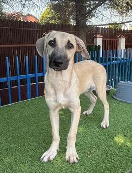 ❤️Notfall Charmeur Alex ❤️ - Eislingen (Fils)