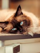 Wunderschöner Deckkater freut sich immer über Damenbesuch in 6460