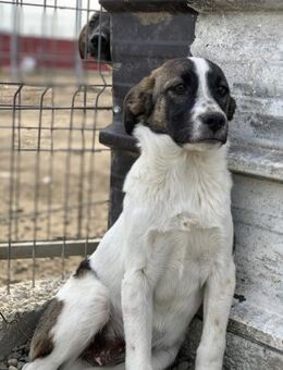 Wir suchen eine Plegestelle für Slash - Celle