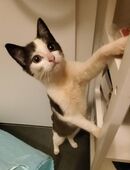 Diese 2 Wohnungskatzen suchen ein liebevolles Zuhause, ggf. auch einzeln in 26135