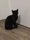 Kleine Kätzin zu vermitteln in 38518