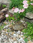 Weibliche Griechische Landschildkröte eierlegend (Thb) 2006 in 95199