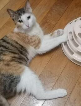 Tweety - Weilmünster