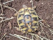 Griechische landschildkröte 2024 - Mannheim